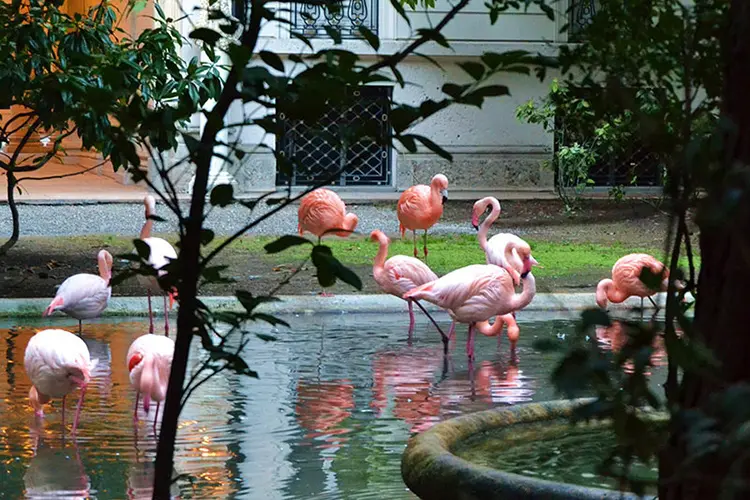 Pink flamingos wading in a courtyard pond surrounded by trees